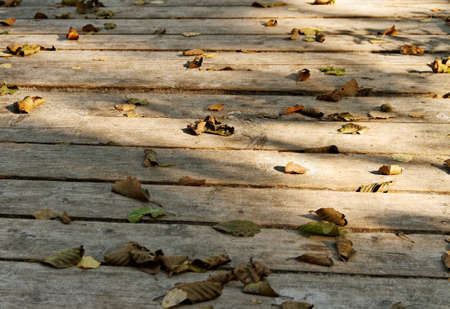 Leafs on a wood paths, horizontal photo.の写真素材