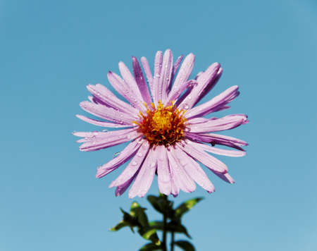 Alone violet aster on the blue sky background.の写真素材