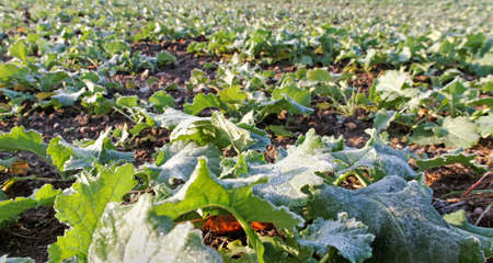 Canola plants on field in a mist dew morning.