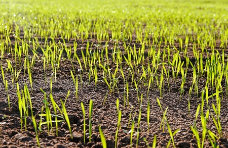 Green growing wheat on a field.の写真素材