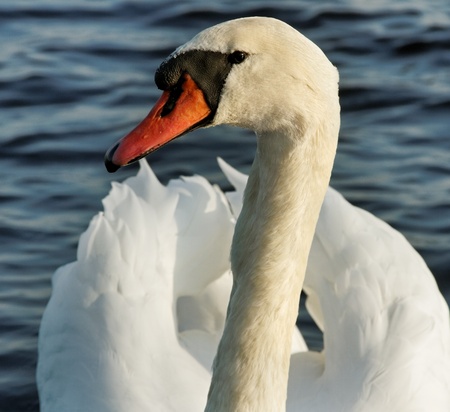 Head of the white swan.の写真素材