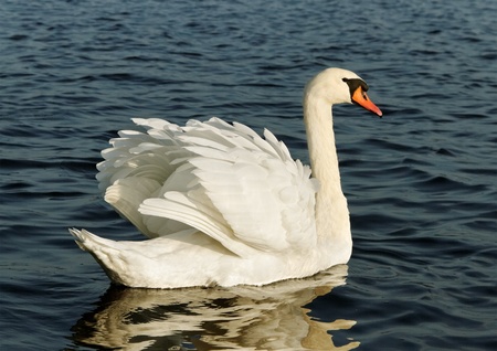 White swan on lake water.の写真素材