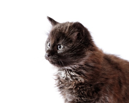 Black kitten on white surface.の写真素材