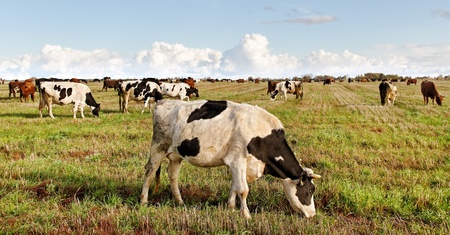 Flock of cows on a field.の写真素材
