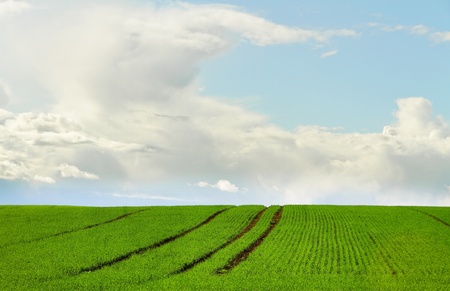 Green wheat field with tractor track.の写真素材