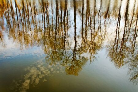 Trees reflection in lake water.の写真素材