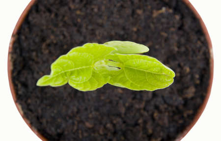Growing plant.
