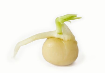 Natural pea are growing.の写真素材