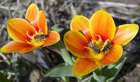 Bees on a tulip.の写真素材