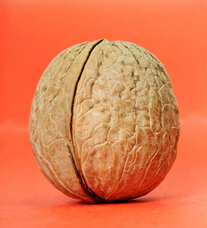 Natural walnut on red surface, vertical photo の写真素材