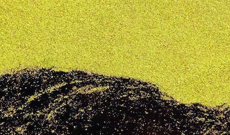 Green algae growth on water surface 