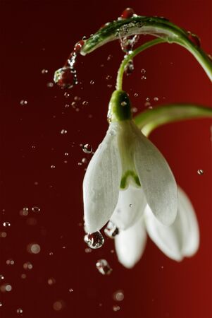 Spring snowdrops on red surface の写真素材
