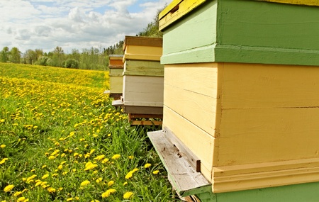 Beehives outside in a spring season の写真素材