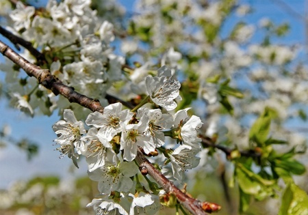 Blossom brunch of cherry tree 