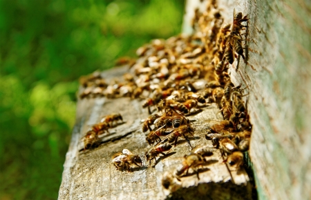 Bees at the entrance of old  beehive の写真素材