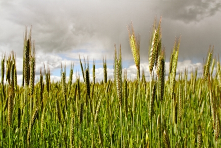 Big clouds above wheat field の写真素材