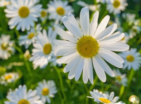 Daysies on the sunset の写真素材