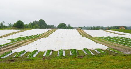 Vegetable are growing on the black polythene  の写真素材