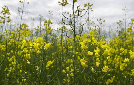 Canola field in a sunny day  
