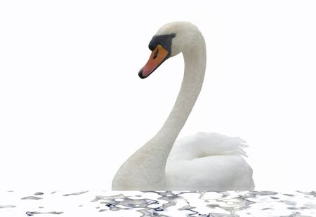 	Swan on the water の写真素材