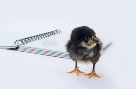 	Small chicken learning の写真素材