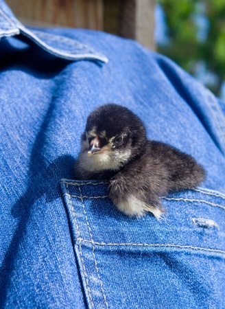 	Chicken in the shirt pocket の写真素材