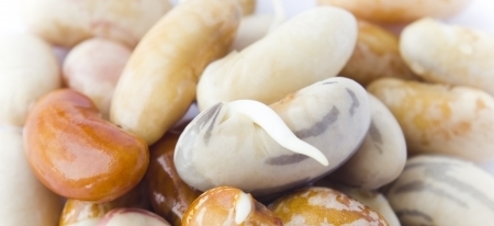 	Multicolor beans are growing の写真素材