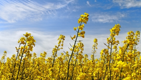 Canola plants on blue sky background 