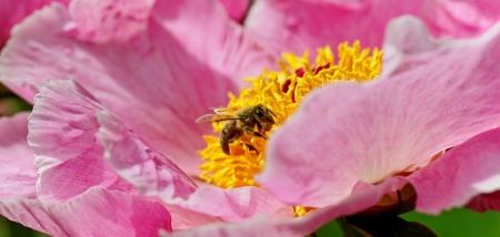 Pink peony flower and bee の写真素材