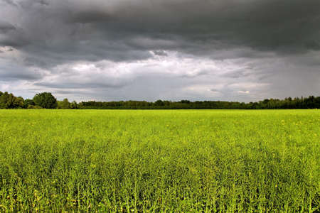 Rain clouds above ripe caola field 