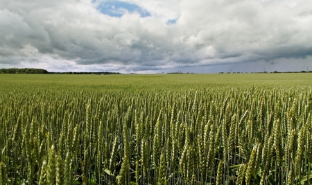 Natural wheat field in a cloudy day 