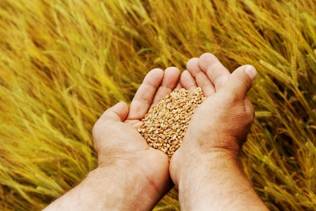 Hand with seeds and wheat land の写真素材