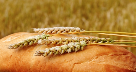 Bread with spikes at the wheat field の写真素材
