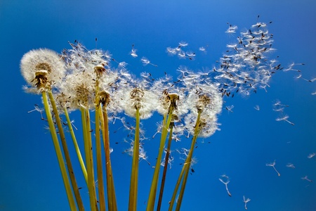  Dandelions in front of blue sky  の写真素材