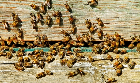 Bees at the entrance of old beehive 