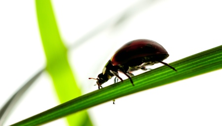 Silhouette of ladybird on the grass 