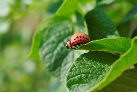 Colorado beetle on a potato leaf の写真素材