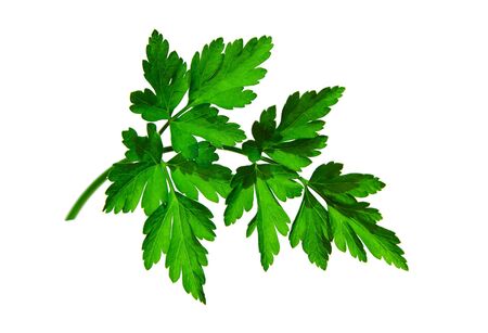 Natural twig of parsley on  white surface の写真素材