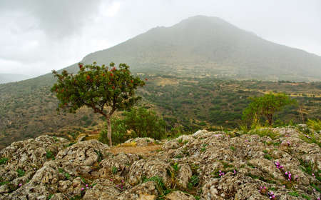 Delfi landscape with lonely tree 