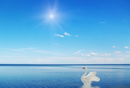 Fantastic swan on the water surface の写真素材