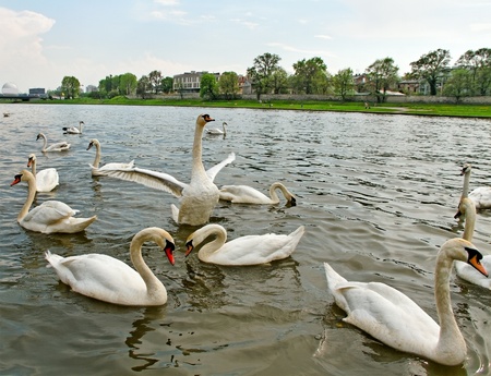 Group of swans on the Vistula river in Crakow の写真素材