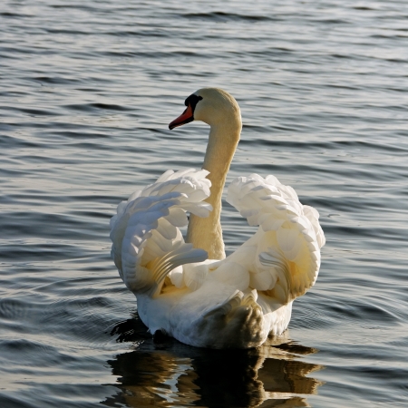 Swimming swan on the lake の写真素材