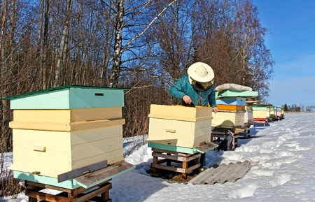 Beehives outdoor in winter season, bees feeding 