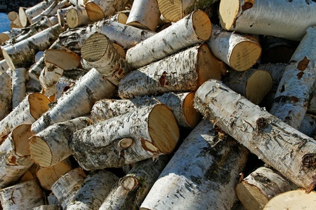 Birch firewood outside 
