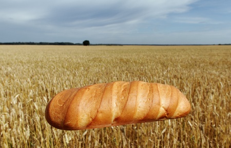 Bread and wheat field の写真素材