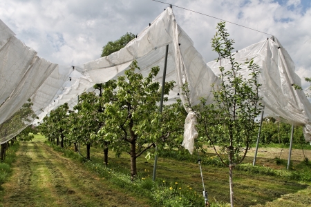 Yard of cherry-trees with protection net の写真素材