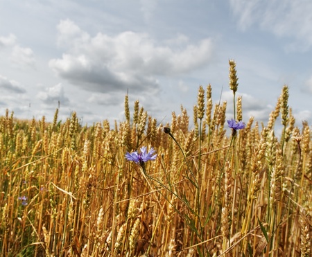 Ripe wheat field with cornflowers の写真素材