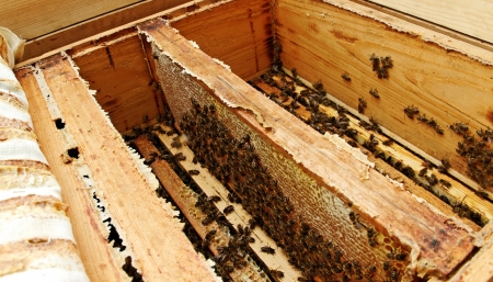 Honeycomb with bees and honey.の写真素材
