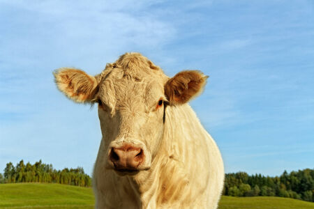 White cow on the land.の写真素材
