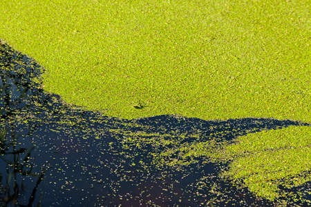 Green algae is blooming in a pond.の写真素材